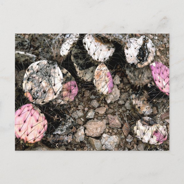 Dead Rosa Cactus Vykort (Framsida)
