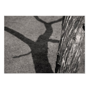 Dead träd fototryck