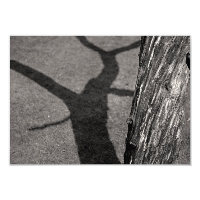 Dead träd fototryck (Framsidan)