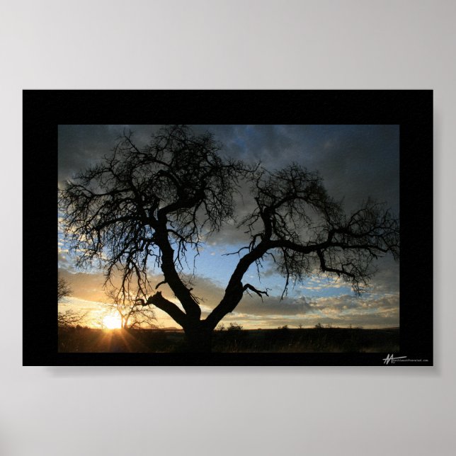 Dead Träd Sunset Poster (Framsidan)