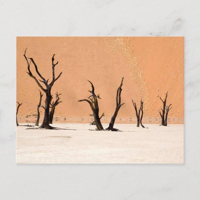 Dead Vlei, Namibia Vykort (Framsida)