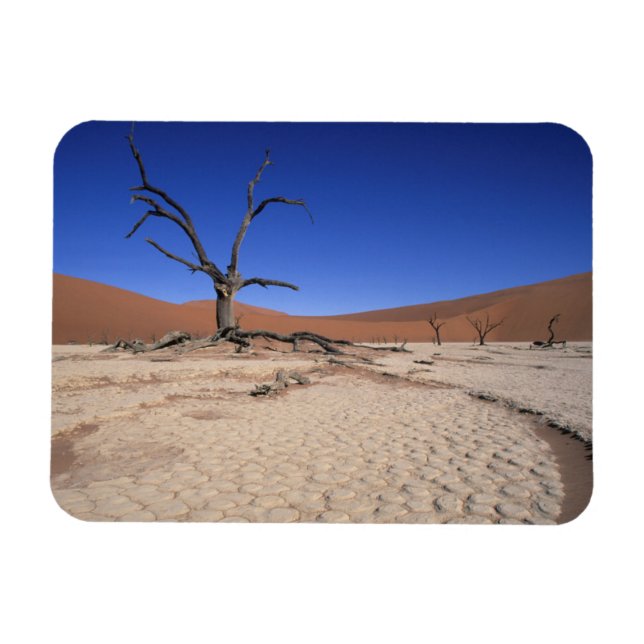 Dead Vlei, Sossusvlei, Namib-Naukluft nationalpark Magnet (Horisontell)