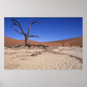 Dead Vlei, Sossusvlei, Namib-Naukluft nationalpark Poster