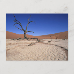 Dead Vlei, Sossusvlei, Namib-Naukluft nationalpark Vykort