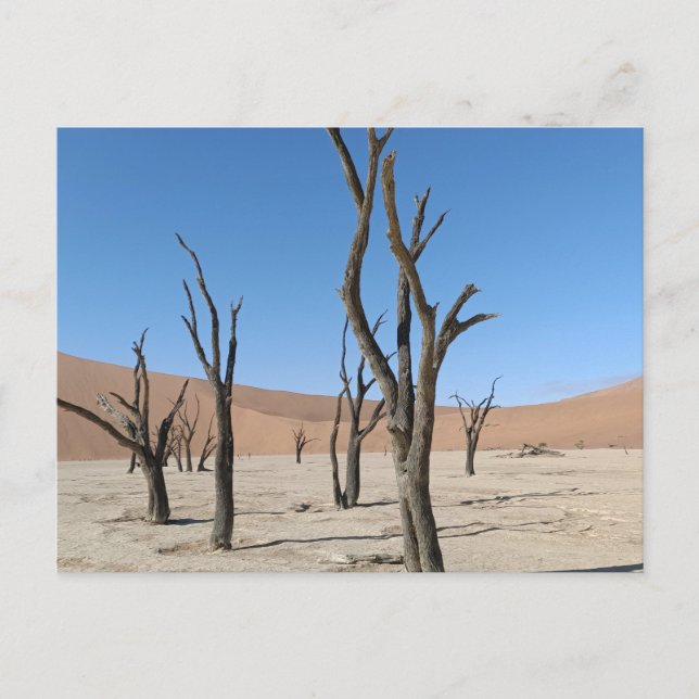 Dead Vlei, vykort för Namibia (Framsida)