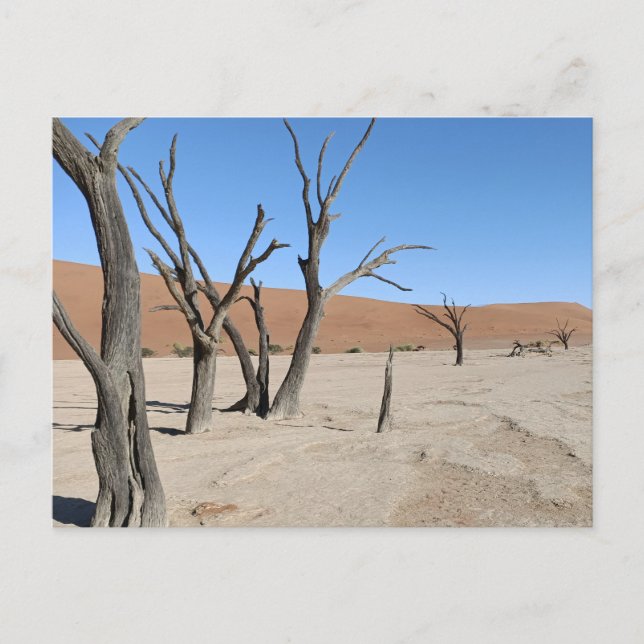Dead Vlei, vykort för Namibia (Framsida)