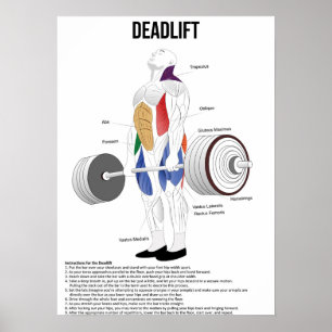 Deadlift - träning - Muscle Anatomy Chart Poster