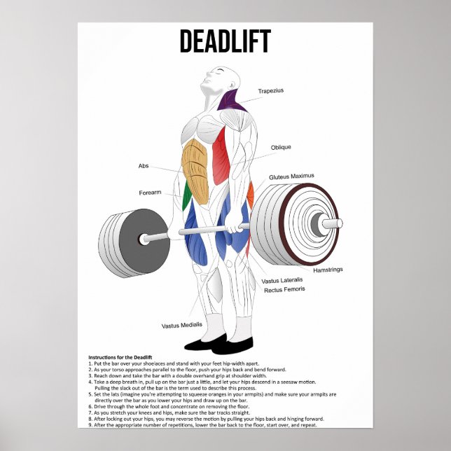 Deadlift - träning - Muscle Anatomy Chart Poster (Framsidan)