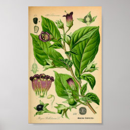 Deadly Nightshade (Atropa belladonna) Skriv ut Poster