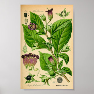 Deadly Nightshade (Atropa belladonna) Skriv ut Poster