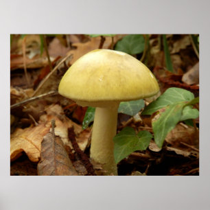 Deathcap champinjonaffisch poster