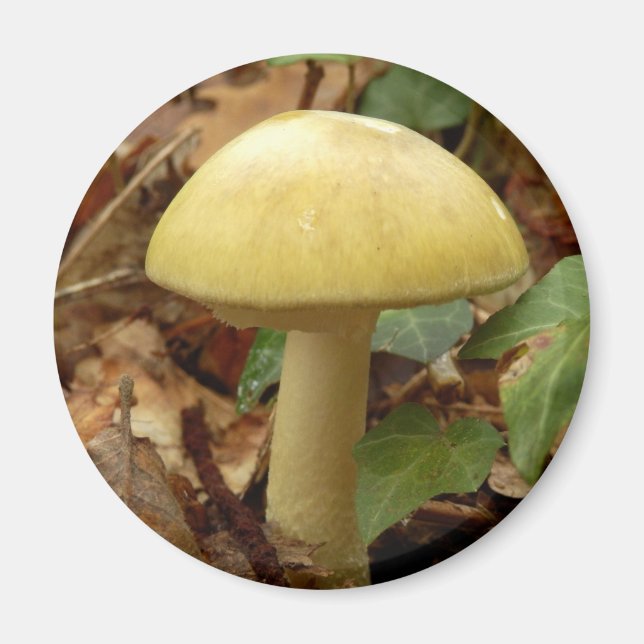 Deathcap Mushroom Magnet (Framsidan)