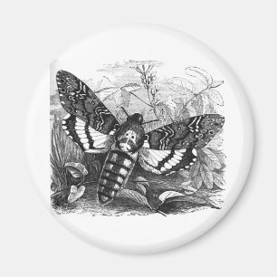 Deathshead hökmal magnet