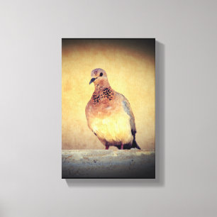 Debonair Dove Canvastryck