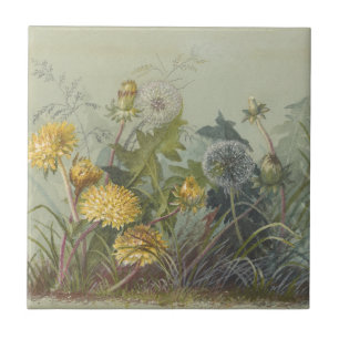 Deborah Griscom Passmore Watercolor Album Pl.60 Kakelplatta