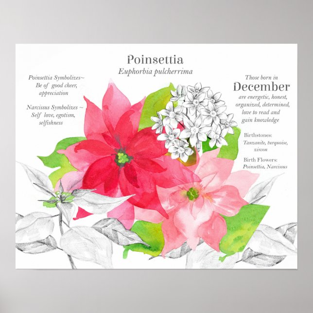 December Födelsemblomma Språk Blommor Poster (Framsidan)