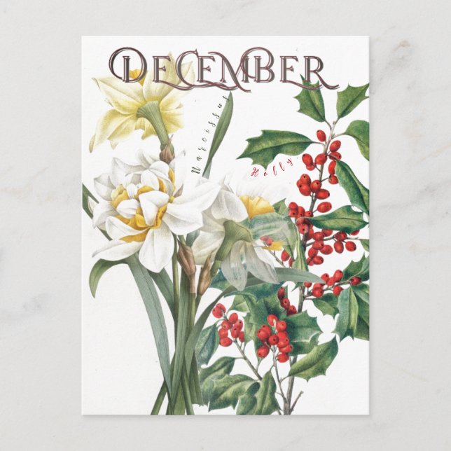 December Month Flowers Narcissus Holly Finare Vykort (Framsida)