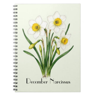 December Narcissus Blommor Anteckningsbok