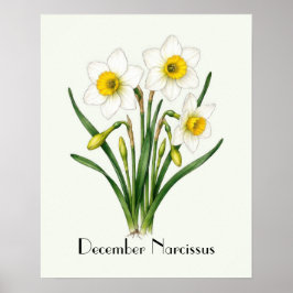 December Narcissus Blommor Poster