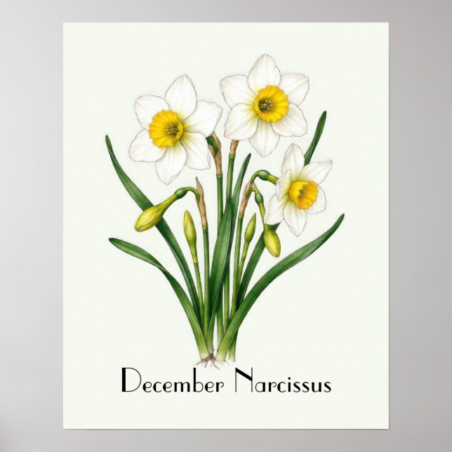 December Narcissus Blommor Poster (Framsidan)