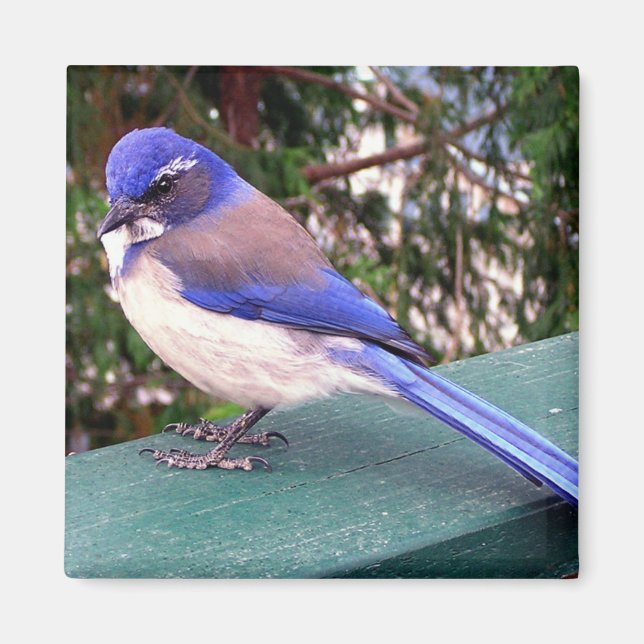 Deck Visitor Magnet (Framsidan)