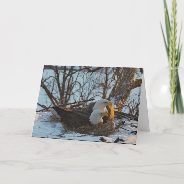 Decorah Nest North julkort Kort (Framsida)