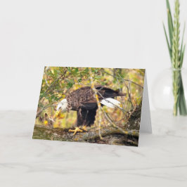 Decorah North Eagles: Harvest Måne Kort