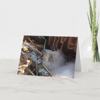 Decorah North Eagles: Rosa Måne Kort