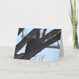 Decorah North Eagles: Vargen Måne Kort