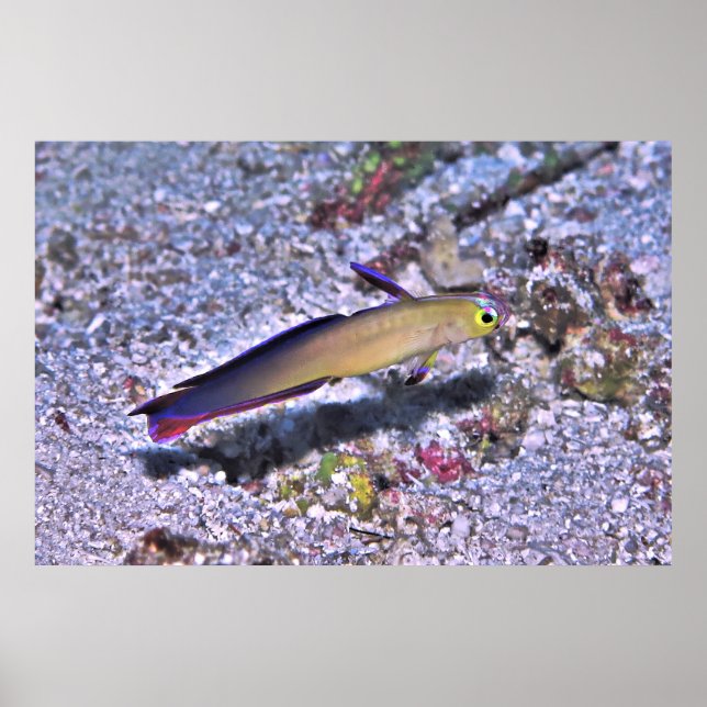 Decorated Dart Goby Poster (Framsidan)