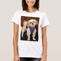 DeeDee - ShihTzu-Foto 3
