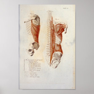 Deep Back Muscles Anatomy Print Fransk Poster