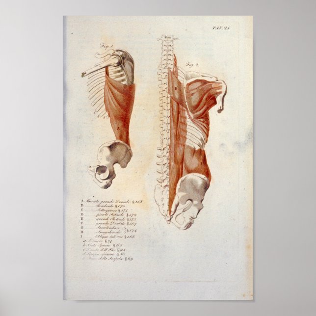 Deep Back Muscles Anatomy Print Fransk Poster (Framsidan)