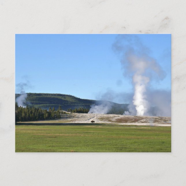 Deep Blue Geyser och bisonoxe vid Yellowstone Vykort (Framsida)