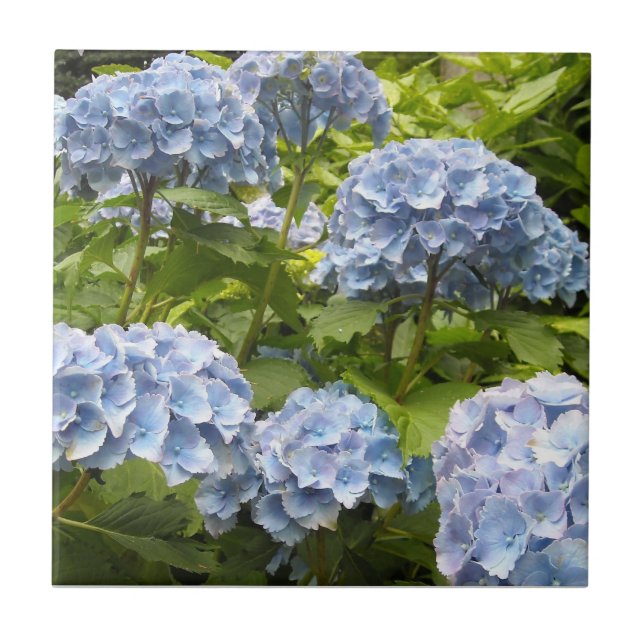 Deep Blue Hydrangeas Kakelplatta (Framsidan)