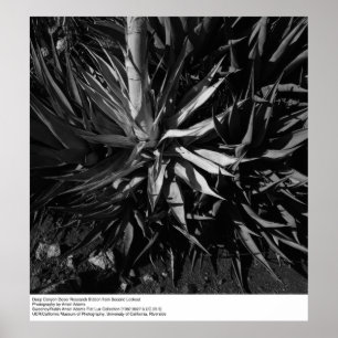 Deep Canyon Desert Research Station av Ansel Adams Poster