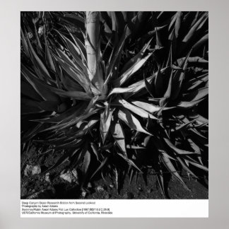 Deep Canyon Desert Research Station av Ansel Adams Poster