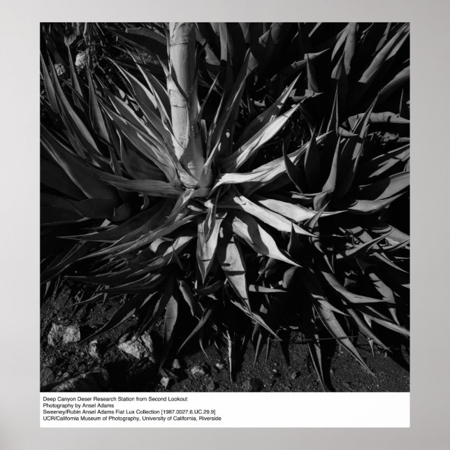 Deep Canyon Desert Research Station av Ansel Adams Poster (Framsidan)