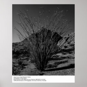 Deep Canyon Desert Research Station av Ansel Adams Poster