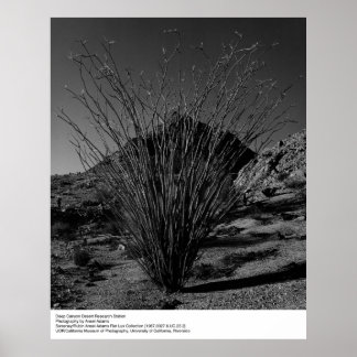 Deep Canyon Desert Research Station av Ansel Adams Poster