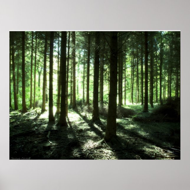 Deep Forest Poster (Framsidan)