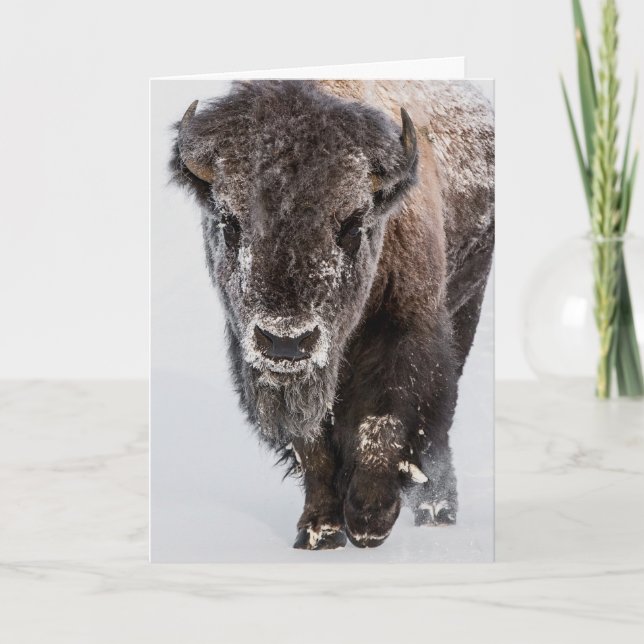 "Deep Freeze"-Helgdag Kort (Framsida)