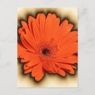 Deep Gerbera Vykort