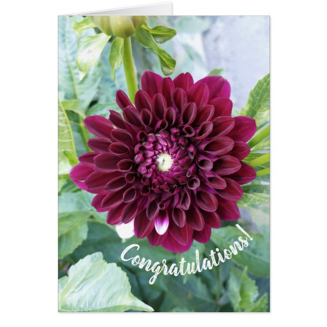 Deep Lila Dahlia Flower Grattiss Card Hälsningskort (Framsidan)