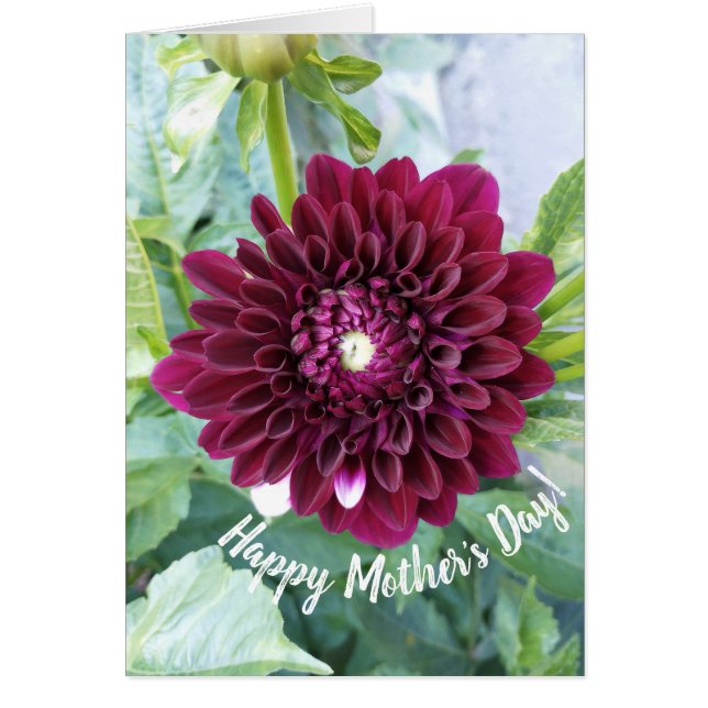 Deep Lila Dahlia Flower Mors dag Card Hälsningskort (Framsidan)