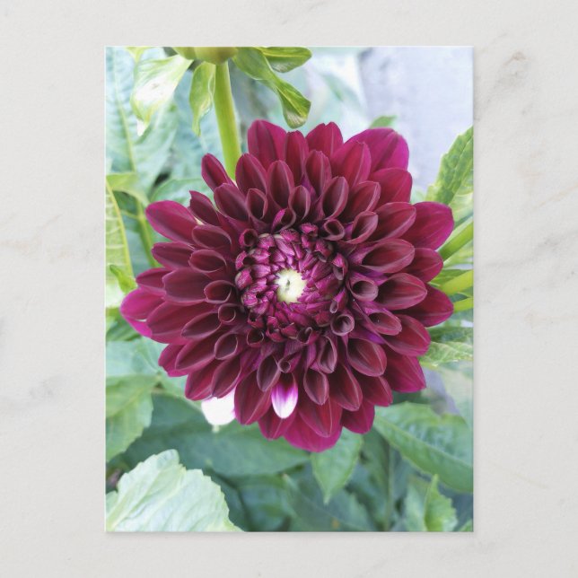 Deep Lila Dahlia Flower vycard Vykort (Framsida)