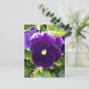 Deep Lila Pansy, vykort