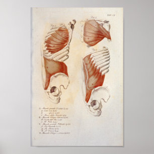Deep Muscles Chest Buk Anatomy Print Fransk Poster