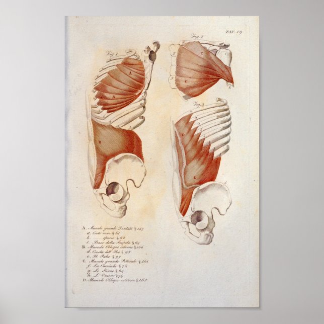 Deep Muscles Chest Buk Anatomy Print Fransk Poster (Framsidan)