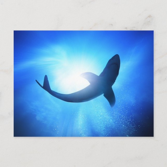 Deep Ocean Shark Silhouette Vykort (Framsida)